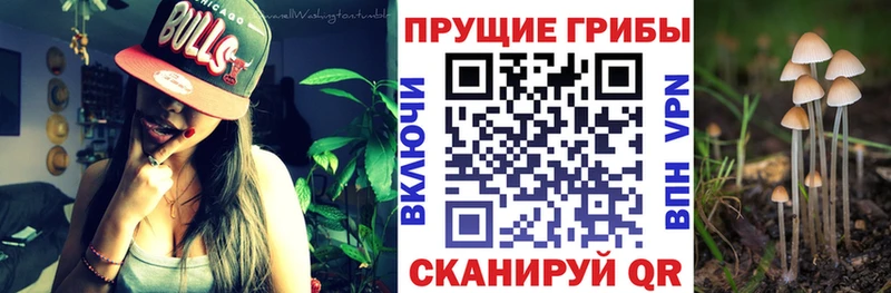 где можно купить KRAKEN ссылка Псилоцибиновые грибы MAGIC MUSHROOMS Ершов